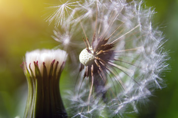 seed head of Taraxacum, dandelion on green grass background