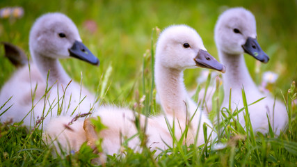kleine Schwäne ruhen sich auf der Wiese aus