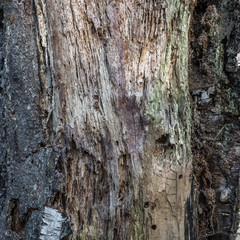 Wood texture old bark
