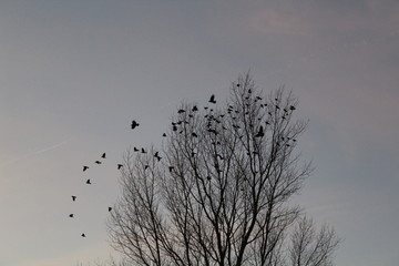 Crows in a bare tree
