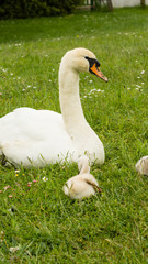Eine Schwanenfamilie