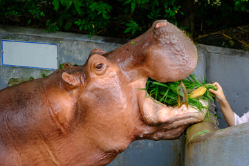 Feeding Hippopotamus with a bunch of fresh grasses in the zoo.