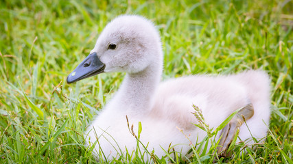 ein kleiner Schwan auf der Wiese