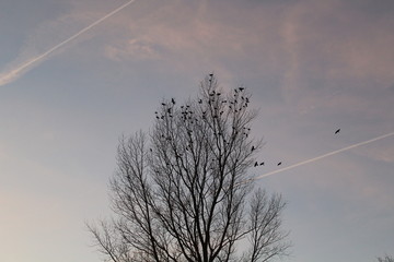 Crows in a bare tree