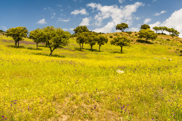 Spring landscape of a the Sierra de Andujar Natural Park, Sierra Morena, province of Jaen, with holm oak forest in the north of Andalusia, Spain