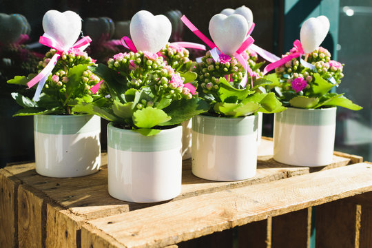 spring plants in pots for wedding souvenir.