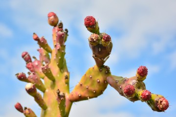 Chumbera enana, opuntia, lleno de espinas  