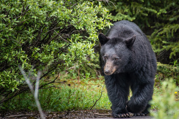 Obraz na płótnie Canvas black bear in banff National park canada