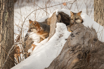 Two Grey Foxes (Urocyon cinereoargenteus) in Log Winter