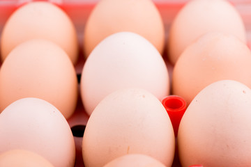  chicken eggs closeup.