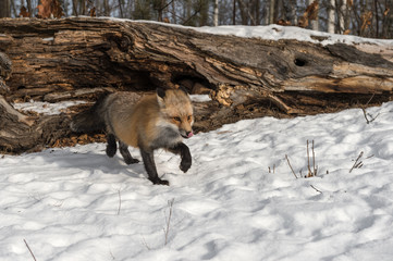 Amber Phase Red Fox (Vulpes vulpes) Steps Foward Licking Nose Winter