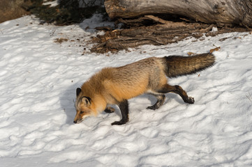 Amber Phase Red Fox (Vulpes vulpes) Walks Left Through Snow Winter