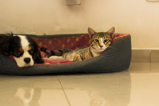 spaniel dog and common cat domestic animal portrait friendship photography together in a sleeping place in cozy soft home interior environment, copy space