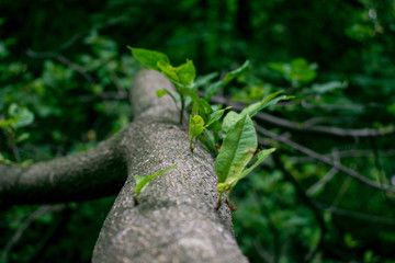 sprouts on tree trunk