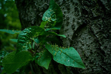 sprouts on tree trunk