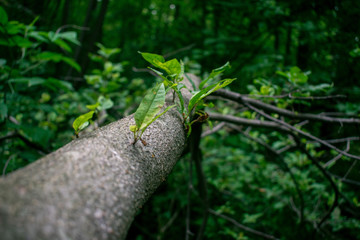 sprouts on tree trunk