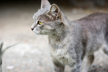 gray cat
