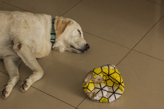 sleeping adult playful Labrador in home floor domestic dog portrait near with deflated football ball 