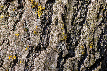 Textura de corteza de máxima definición gráficos 