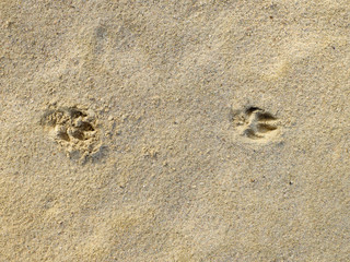 Two dog footprints in the sand
