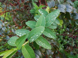 Naturaleza bajo la lluvia