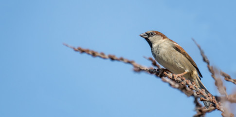 little sparrow male is looking interested, sitting on a branch in front of blue sky