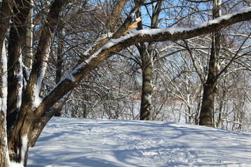 trees in winter