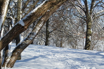 trees in winter