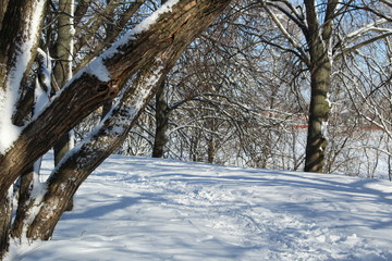 trees in winter