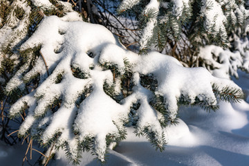 Green spruce branches covered with fresh snow.