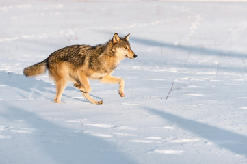 Grey Wolf (Canis lupus) Runs Right in Morning Light Winter