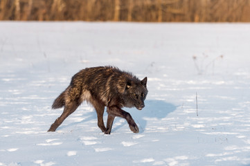 Black Phase Grey Wolf (Canis lupus) Stalks Right Through Snowy Field Winter