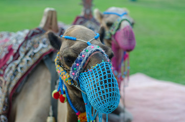 A pair of camels with a net on the face are walking on the lawn