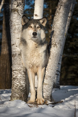 Grey Wolf (Canis lupus) Stands Tall Between Trees Winter