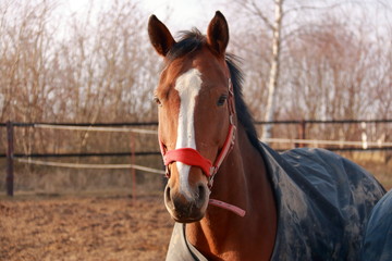Brown horses on a paddock