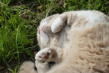 Katze