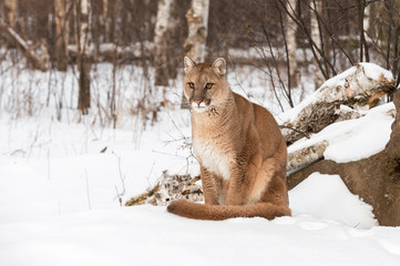 Naklejka premium Dorosła samica Cougar (Puma concolor) siedzi w śniegu patrząc na zimę