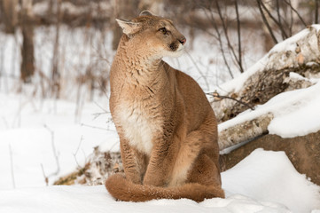 Adult Female Cougar (Puma concolor) Looks Right Ears Back Winter