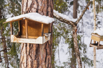 Feeder for birds in the winter forest