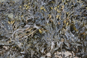 Algae in the North Sea