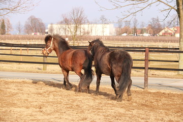 Brown horses on a paddock