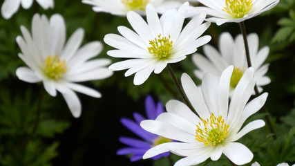 beautiful white flowers selective focus and close up view in the garden background