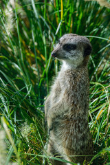 Reflective meerkat looking away