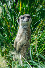 Fototapeta premium Noble looking meerkat