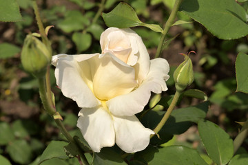 White rose in the garden