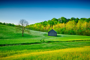 Tobacco Barn in a Field