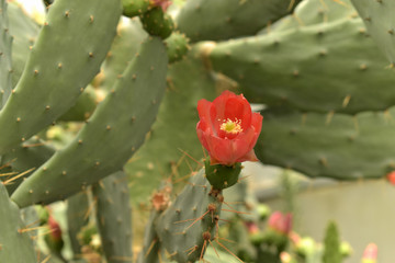 Red cactus flower