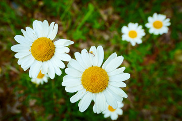 Fototapeta premium Daisies with Spider