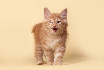 Red, small kitten on Studio cream background