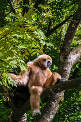 Obraz premium Monkey sitting on a branch
